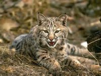 /album/fotogaleria/lince-rusia-jpg1/